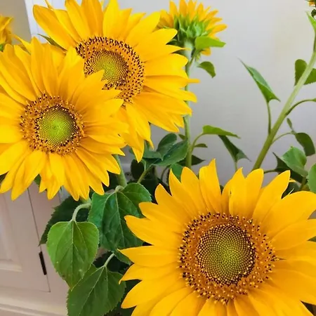 Ferienhaus Zwiehaaschkate *